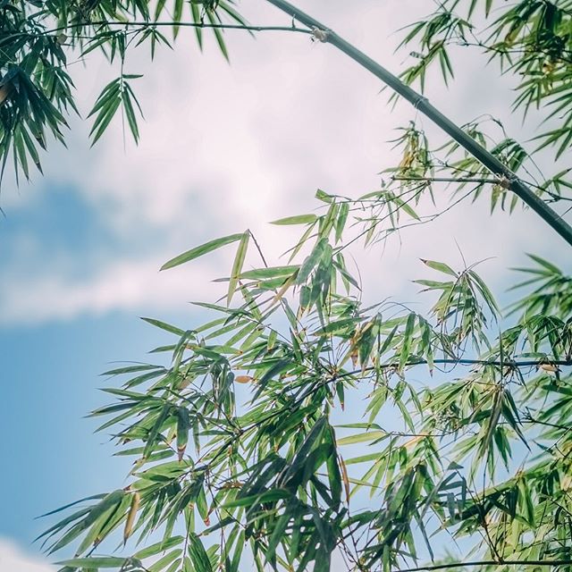Bamboo_forest_toilet_paper