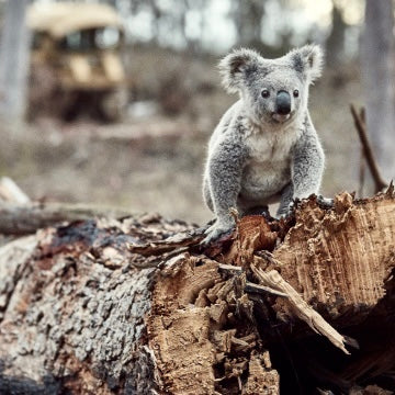 Deforestation… the what, why, who and how.