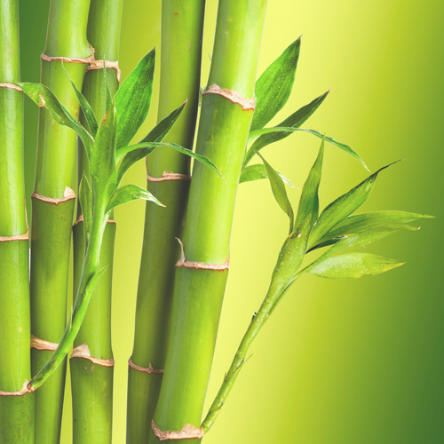 Bamboo Toilet Paper: Why Organic Certification Isn't Needed