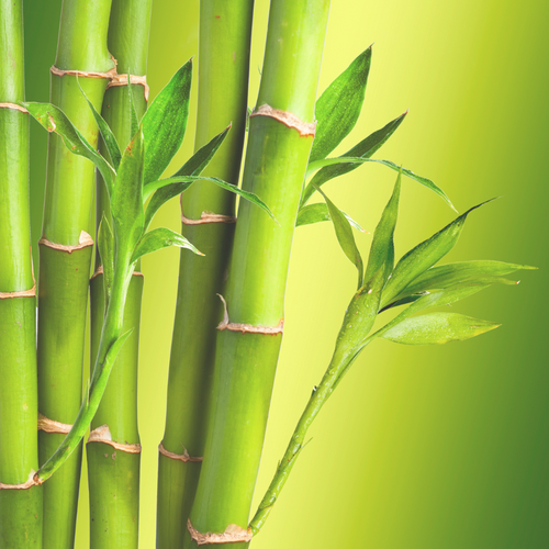 Organic Toilet Paper: Why Bamboo Doesn’t Need Organic Certification