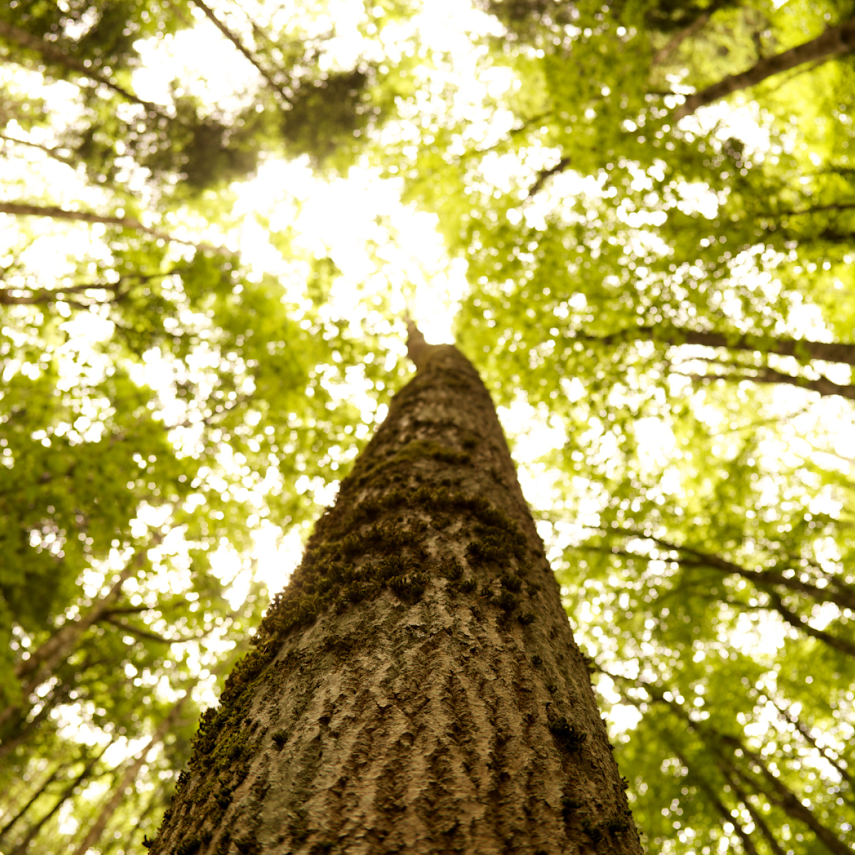 National Tree Day: Celebrating the Magnificence of Trees | Eco Cheeks