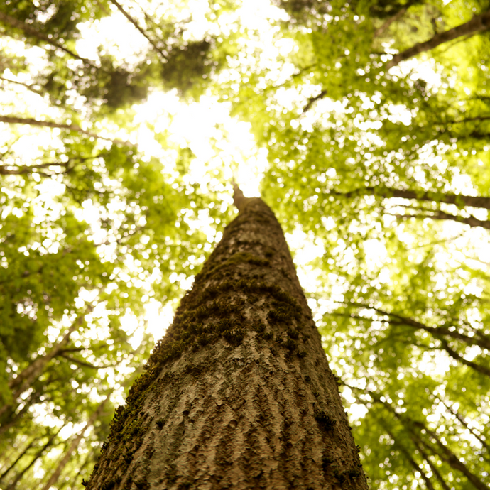 National Tree Day: Celebrating the Magnificence of Trees