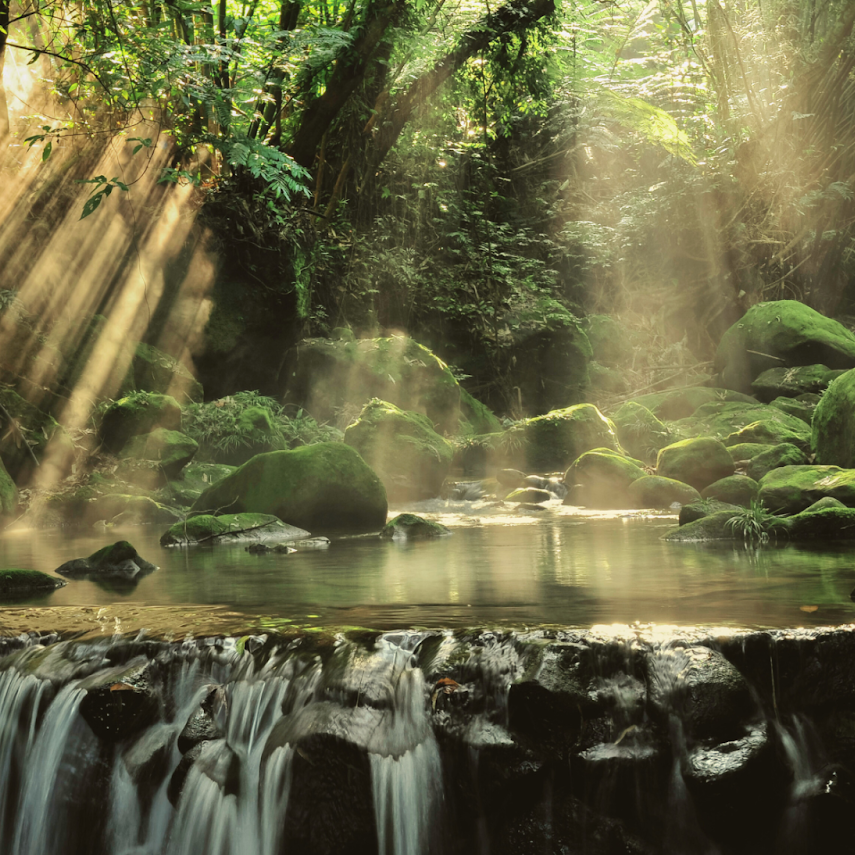 Choosing Sustainable Tissue for  World Rainforest Day | Eco Cheeks 