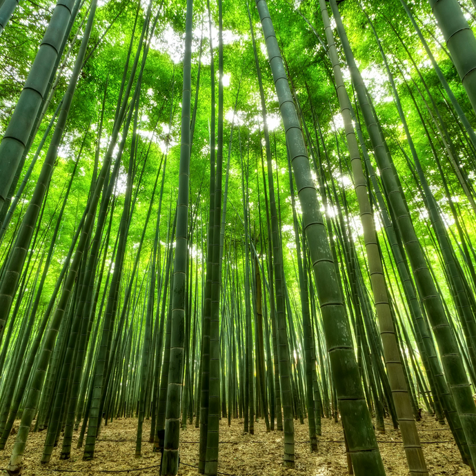 Why Bamboo Isn't Called Organic