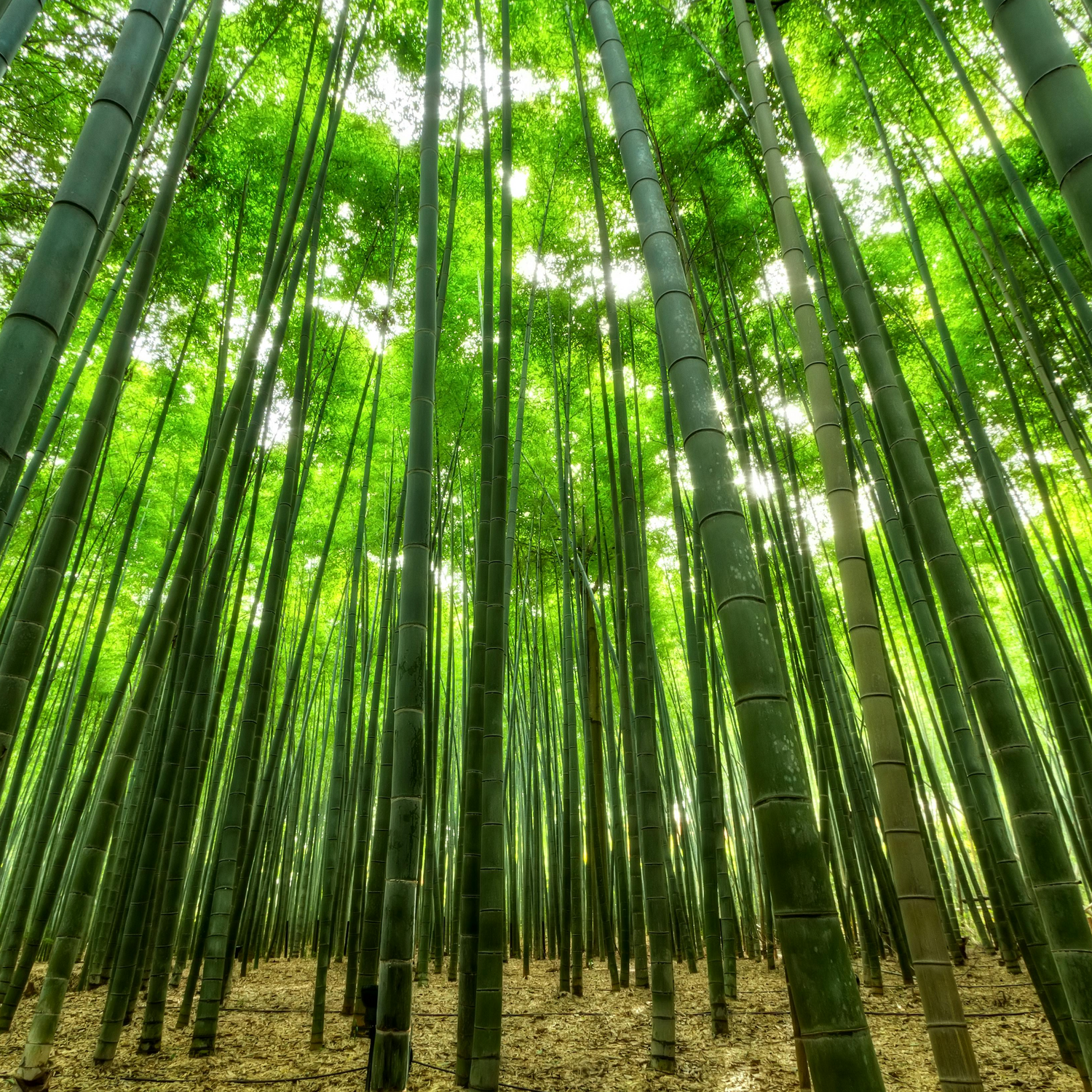 Why Bamboo Isn't Called Organic | Eco Cheeks