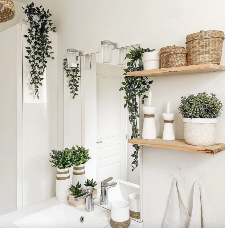 Plants That Love the Humidity: The Best Plants for Australian Bathrooms