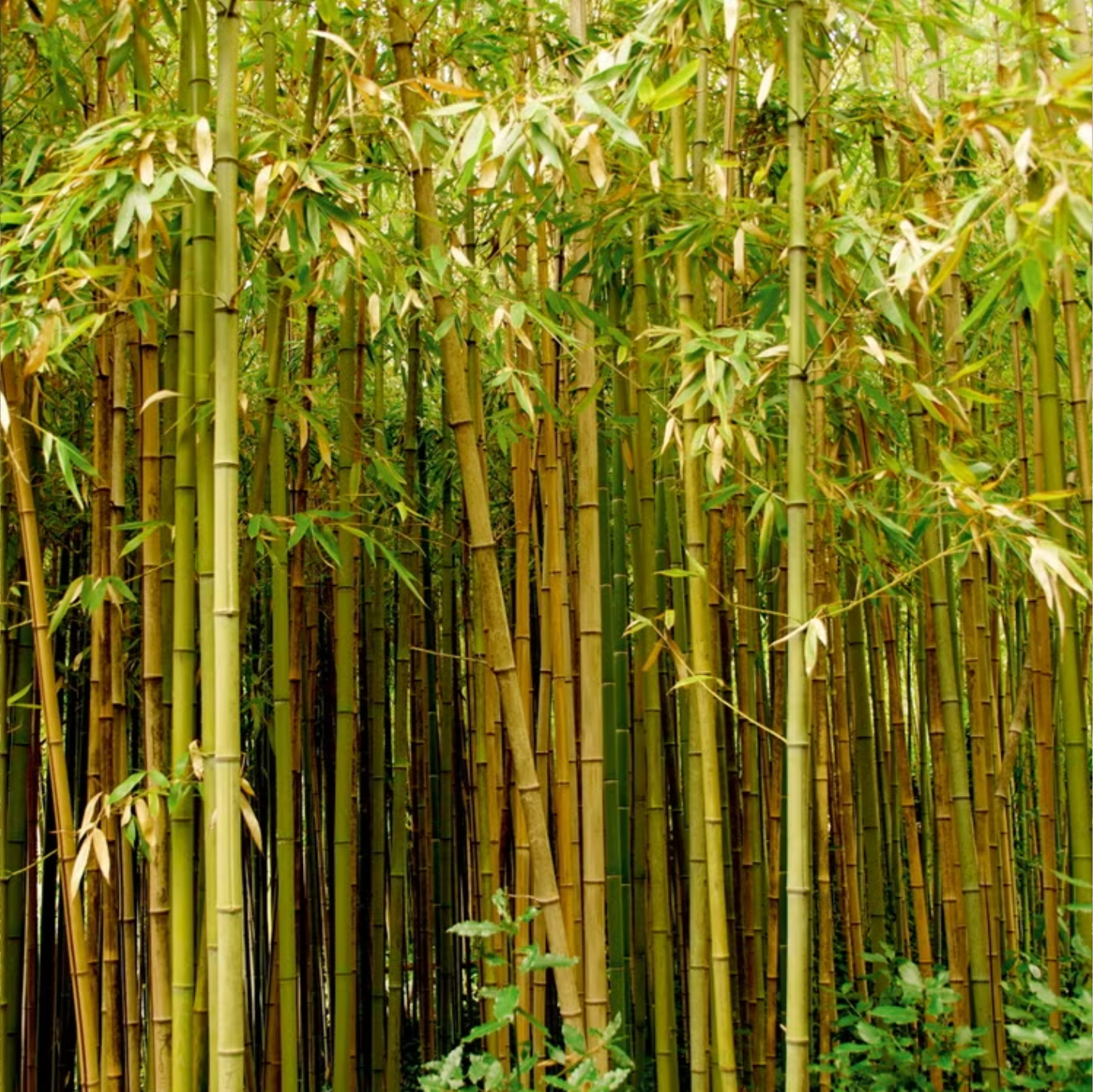 Why Bamboo Isn't Called Organic (And Why That's Completely Fine)