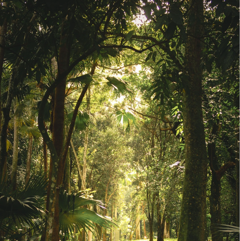 Celebrating World Rainforest Day: Choosing Sustainable Tissue Paper | Eco Cheeks