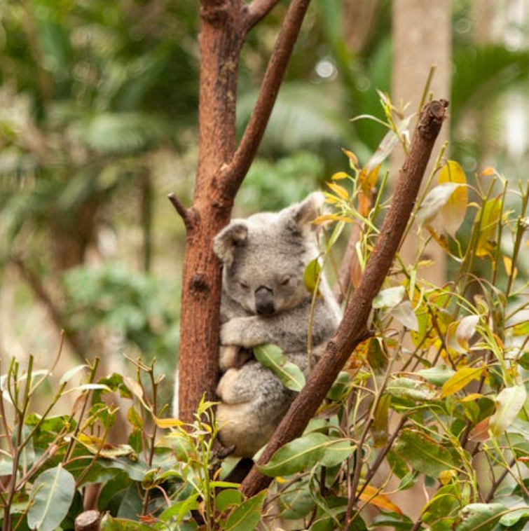 From Forests to Fauna: How Eco-Friendly Toilet Paper Protects Australian Wildlife