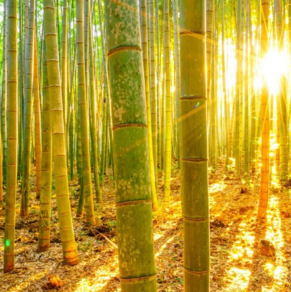 The Bamboo Conspiracy: How It’s Secretly Making Your Bathroom (and the Planet) Great Again