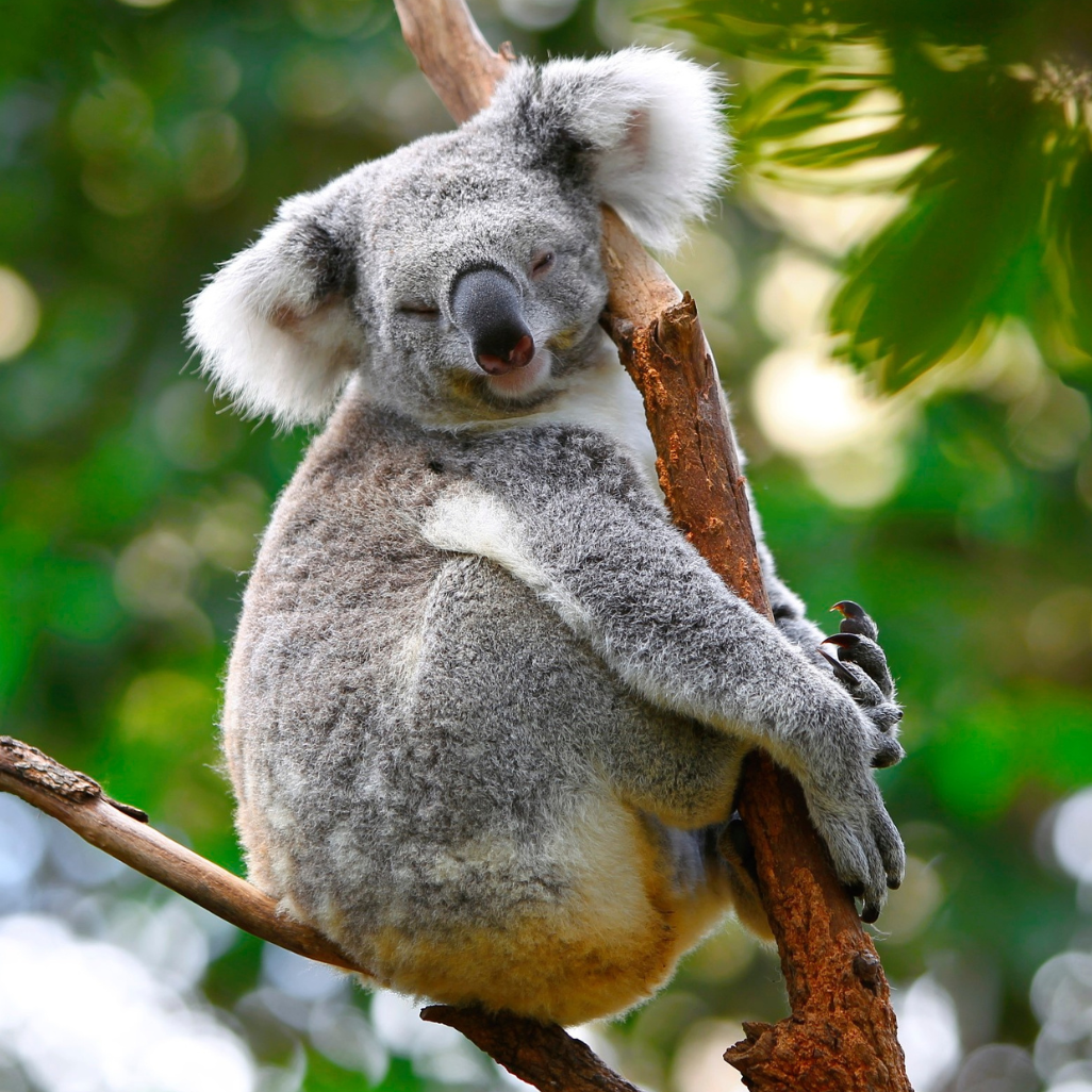 eco-cheeks-koala