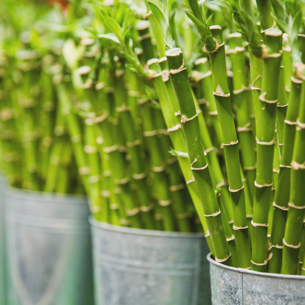 The Lifecycle of Sustainable Bamboo Tissue Paper | Eco Cheeks