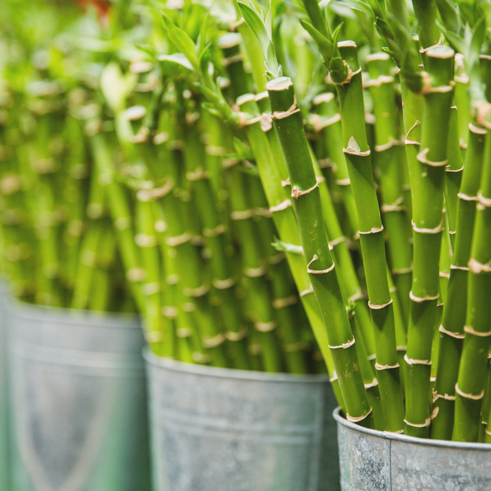 From Seed to Loo: The Lifecycle of a Sustainable Bamboo Tissue Paper