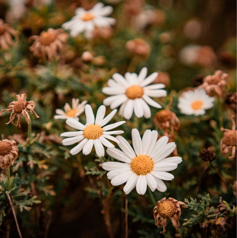 Why Your Skin Feels More Sensitive in Winter (And Why Your Home Environment Matters)